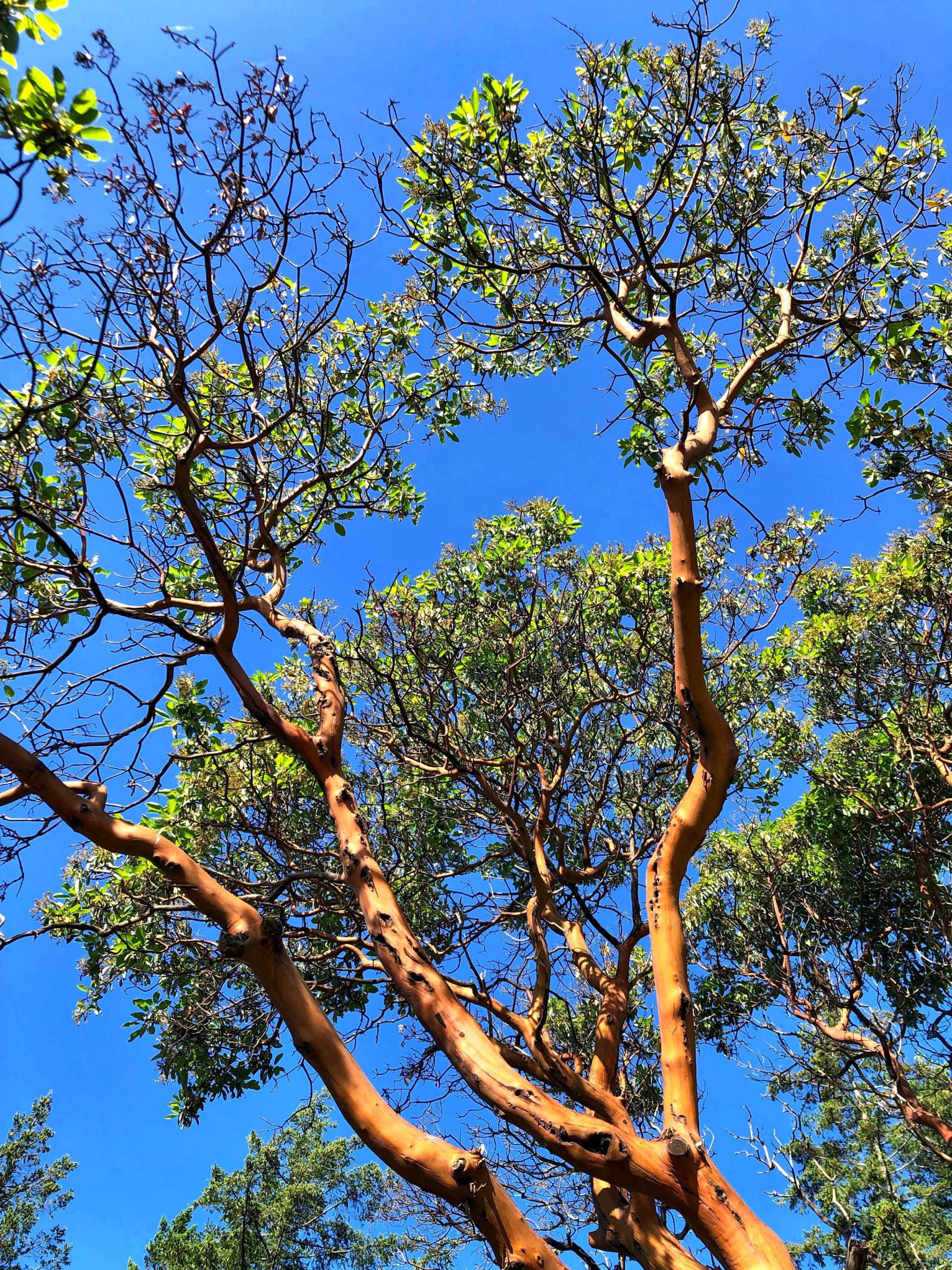 Bowen Island Dorman Point Arbutus Tree